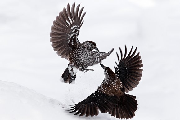 Nocciolaia - Eurasian nutcracker (Nucifraga caryocatactes)