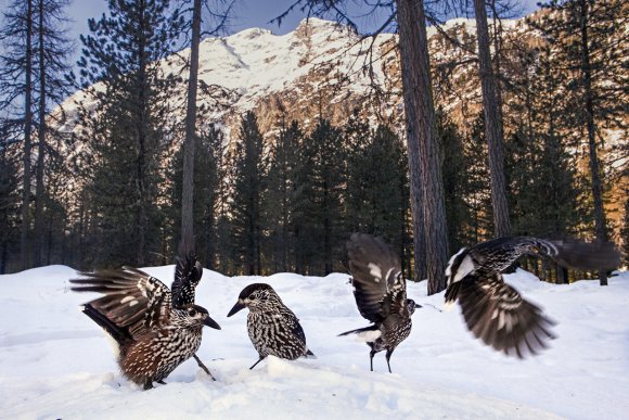 Nocciolaia - Eurasian nutcracker (Nucifraga caryocatactes)