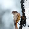 Ghiandaia siberiana - Siberian jay (Perisoreus infaustus)