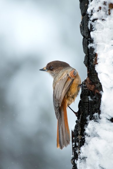 Ghiandaia siberiana - Siberian jay (Perisoreus infaustus)