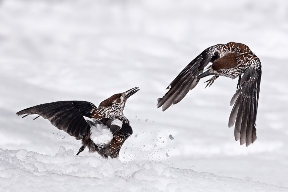 Nocciolaia - Eurasian nutcracker (Nucifraga caryocatactes)