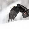 Gracchio alpino - Alpine chough