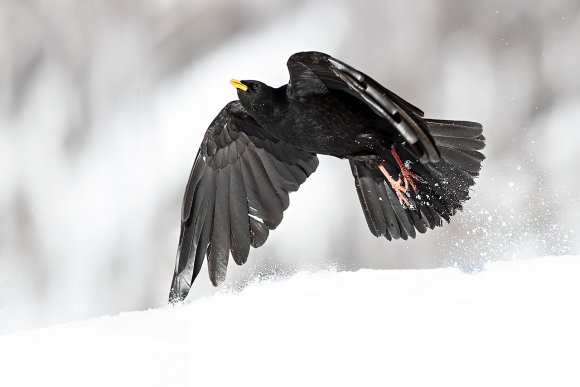 Gracchio alpino - Alpine chough