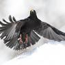 Gracchio alpino - Alpine chough