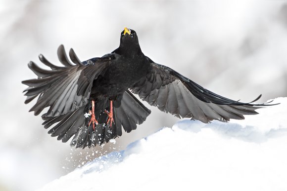 Gracchio alpino - Alpine chough