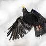 Gracchio alpino - Alpine chough