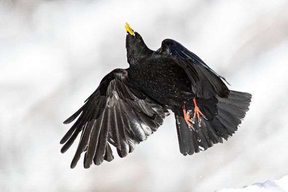 Gracchio alpino - Alpine chough