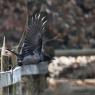 Cornacchia grigia - Hooded crow (Corvus cornix)