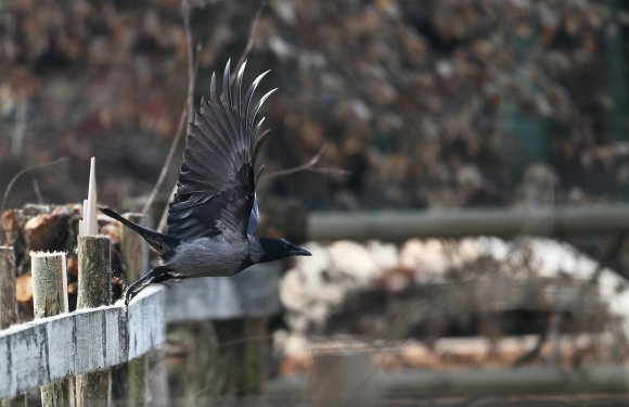 Cornacchia grigia - Hooded crow (Corvus cornix)