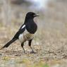 Gazza ladra - Eurasian Magpie (Pica pica)