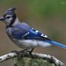 Blu jay (Cyanocitta cristata)