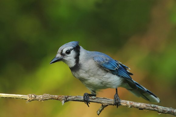 Blu jay (Cyanocitta cristata)