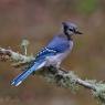 Blu jay (Cyanocitta cristata)