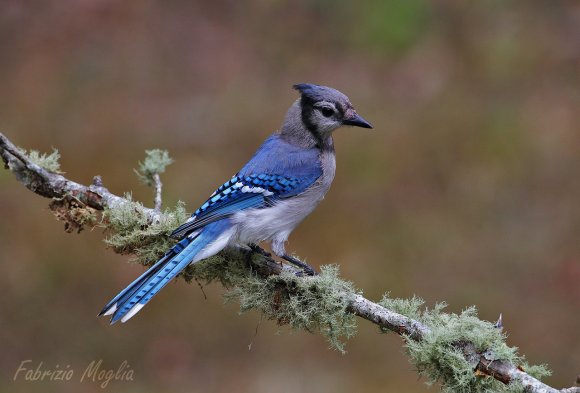 Blu jay (Cyanocitta cristata)