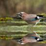 Ghiandaia - Eurasian Jay (Coracias glandarius)