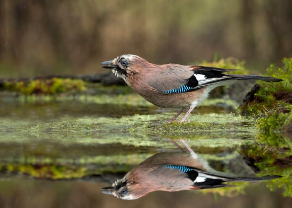 Ghiandaia - Eurasian Jay (Coracias glandarius)