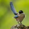 Gazza azzurra -  Azure-winged magpie (Cyanopica cyanus)