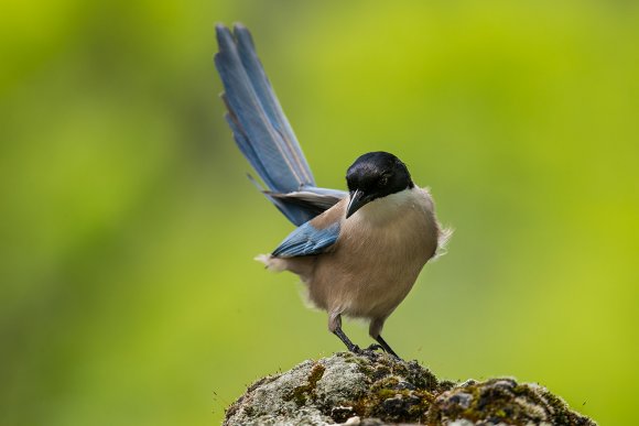 Gazza azzurra -  Azure-winged magpie (Cyanopica cyanus)