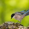 Gazza azzurra -  Azure-winged magpie (Cyanopica cyanus)