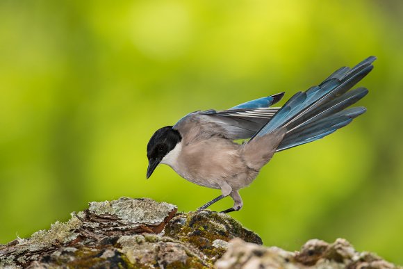 Gazza azzurra -  Azure-winged magpie (Cyanopica cyanus)