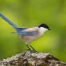 Gazza azzurra -  Azure-winged magpie (Cyanopica cyanus)