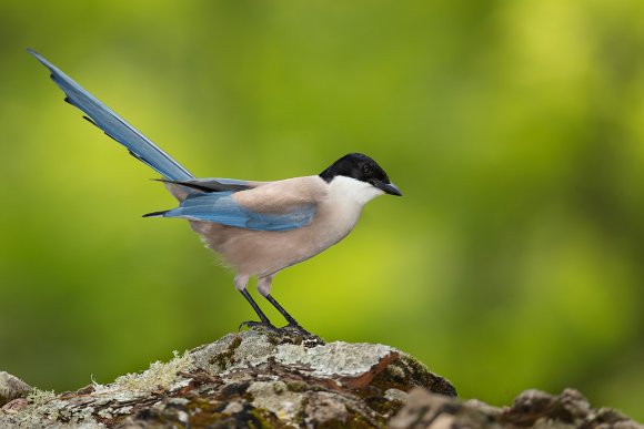 Gazza azzurra -  Azure-winged magpie (Cyanopica cyanus)