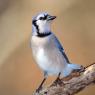 Blu jay (Cyanocitta cristata)