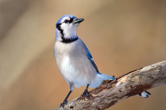 Blu jay (Cyanocitta cristata)