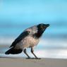 Cornacchia grigia - Hooded crow (Corvus cornix)