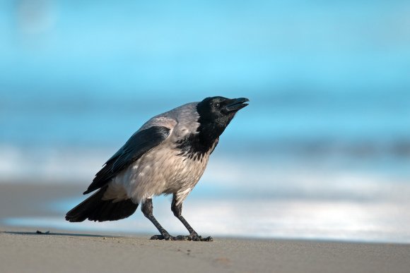 Cornacchia grigia - Hooded crow (Corvus cornix)