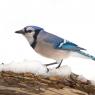 Blu jay (Cyanocitta cristata)