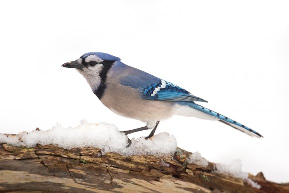 Blu jay (Cyanocitta cristata)