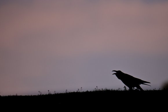 Corvo imperiale - Raven (Corvus corax)