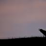 Corvo imperiale - Raven (Corvus corax)