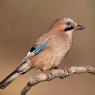 Ghiandaia - Eurasian Jay (Coracias glandarius)