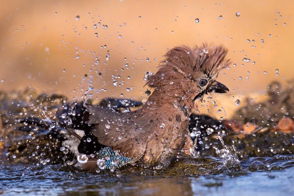 Ghiandaia - Eurasian Jay (Coracias glandarius)