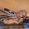 Ghiandaia - Eurasian Jay (Coracias glandarius)