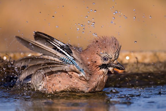 Ghiandaia - Eurasian Jay (Coracias glandarius)