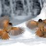 Ghiandaia siberiana - Siberian Jay (Perisoreus infaustus)