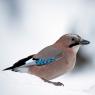 Ghiandaia - Eurasian Jay (Coracias glandarius)