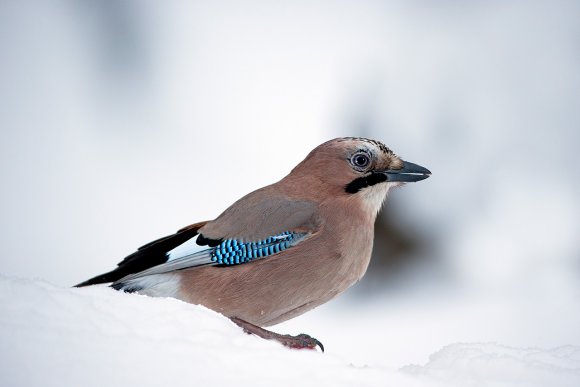 Ghiandaia - Eurasian Jay (Coracias glandarius)