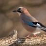 Ghiandaia - Eurasian Jay (Coracias glandarius)