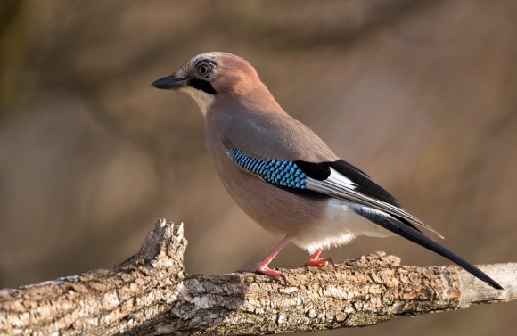 Ghiandaia - Eurasian Jay (Coracias glandarius)