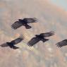 Graccio corallino - Red billed chough (Pyrrhocorax pyrrhocorax)