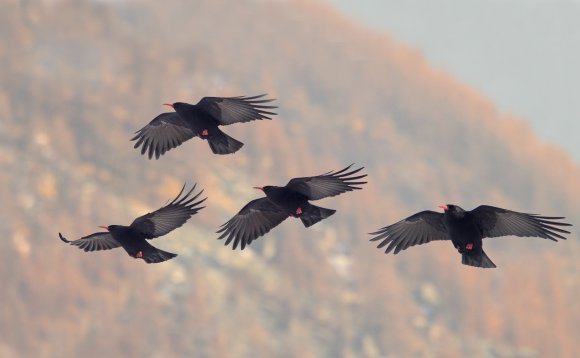 Graccio corallino - Red billed chough (Pyrrhocorax pyrrhocorax)