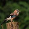 Ghiandaia - Eurasian Jay (Coracias glandarius)