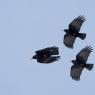 Graccio corallino - Red billed chough (Pyrrhocorax pyrrhocorax)