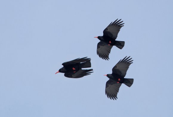 Graccio corallino - Red billed chough (Pyrrhocorax pyrrhocorax)