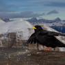 Gracchio alpino - Yellow billed chough (Pyrrhocorax graculus)