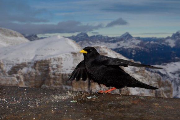 Gracchio alpino - Yellow billed chough (Pyrrhocorax graculus)